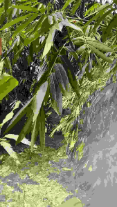 DAUN BAMBU ukuran 8-10 cm 50 Lembar