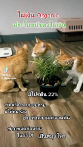 ไผ่เงินไผ่แมว กระถาง 5 นิ้ว แพคคู่ 2 กระถาง 99 บาท