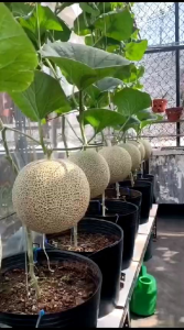 60 BENIH BIJI MELON MADU SUPER PERTIWI