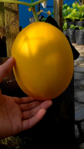 50 BENIH BIJI MELON GOLDEN YURIKA F1 ORANGE