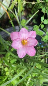 U.หัวดอกบัวดิน Deepness Pink หัวละ 50 บาท