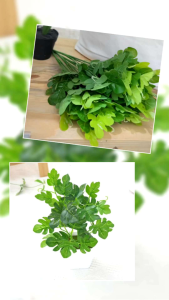 Daun Hias Artifisial: Pilihan Hiasan Rumah & Gedung