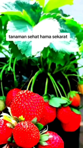 INFARM -  Pupuk Organik Cair 1 Paket Tanaman Buah / Sayuran 500mL POC Kompos