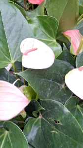 NUTRICOTE FERTILIZER PLANT FOOD FOR FLOWERING/Cactus/Succulent AND IMPORTED PLANTS