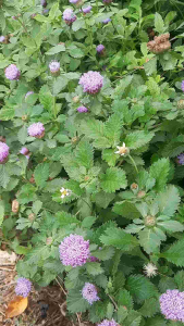 เมล็ดกระดุมไพลิน 200 เมล็ด กระดุมม่วง กระดุมหยก เมล็ดดอกไม้ ปลูกต่อได้