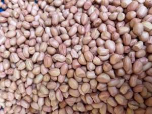 🌱 เมล็ดถั่วลิสงพันธุ์ขอนแก่น (6 เมล็ด) 5 กิโลกรัมราคา 750 บาท🌱