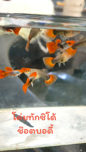 โค่ย ช็อตบอดี้ อาหารปลาหางนกยูงแถมถุงเล็ก 1 ถุง เร่งสี เร่งโต