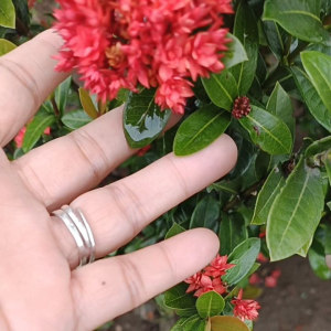 Cherry Santan Dwarf Japanese variety fully grown Plant Fresh from Philippines