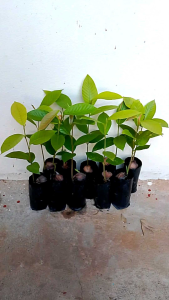 ยางนา ราดเชื้อเห็ดระโงก ชุด 10 ถุง