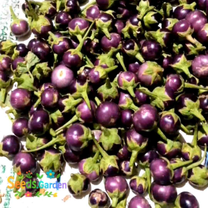 250 BUTIR BIJI/BENIH (TERONG UNGU BULAT SRITI)