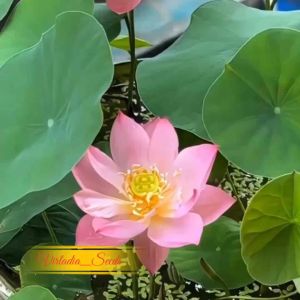 [Virladia Seeds] Biji Benih Bunga Lotus Pink ( Belum dilobangi)