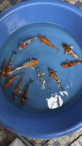 JAPAN KOI LOCAL BREED PREMIUM GRADE 6/8”  12pcs LABOUR DAY COMBO OFFER at 1288 + FREE SHIPPING