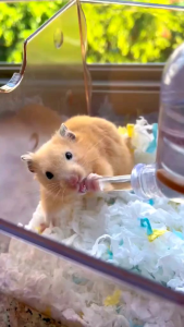 BOTOL MINUM HAMSTER 60 ML - PICT#9