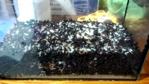 รับประกันนำโชคมาสู่คนที่เลี้ยง เงินทองไหลมาเทมา มีเงินใช้ไม่ขาดมือ เรียกลูกค้ามาให้ค้าขายดีเป็นเทน้ำเทท่า