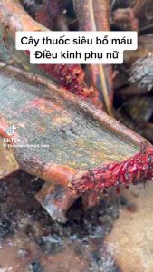 Cây kê huyết đằng