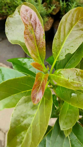 Sindo - Miki Avocado Seedling Persea americana Buttery Creamy HighYield Live Plant 8QH4K3EHPY