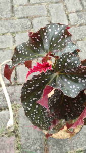 Sindo - begonia crancklin rossie Live Plant KRM2E6CH2S