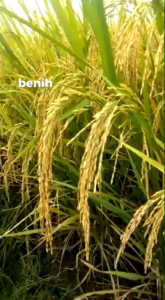 BENIH BIBIT PADI SERTANI 13 GABAH UNGGUL BERKUALITAS KEMASAN 1KG