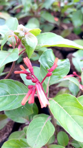 Firebush Don Manuel