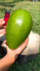 PROMOOO...Alpukat Mentaga jumbo/ besar superr premium 1 Kg isi 3 sampai 4 buah ( COD GARANSI UANG KEMBALI )