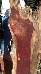 🪵แผ่นไม้​ประดู่​ ไม้ประดู่แดง❤️ หน้าท็อปส์​ไม้ประดู่ ทำเคาน์เตอร์ ชั้น​วางของ สีสวยลายมี​เอกลักษณ์​✨