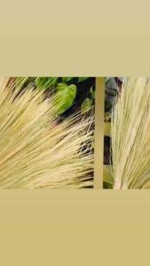 Premium Kalinga Soft Broom | Handmade Traditional Walis Tambo | High-Quality & Durable