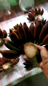 กล้วยทองสัมฤทธิ์, กล้วยหายาก, กล้วยมงคล, กล้วยแปลก, กล้วยสะสม, กล้วยอนูรักษ์, กล้วบแปลก, ผลสุกรับประทานอร่อยมาก เนื้อเหนียวหนึบ, หวานฉ่ำ, เหมือนกล้วยตากอบน้ำผึ้ง