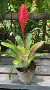 Bromeliad Christiane