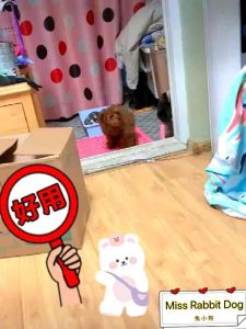 Ready Store Brand New Super Oversized High-End Pet Flat Toilet/Puppy/Large Dog/Rabbit/