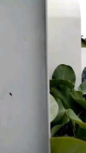 BATIK PRIA BATIK PEKALONGAN BATIK LENGAN PENDEK KOMBINASI SLEMPANG ALKHALIS