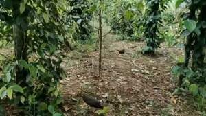 Combo bẫy quốc bìm bịp đa đa gà đông gồm 2 thòng dây + loa kèm thẻ đồ chơi thể thao trên sàn cho trẻ.