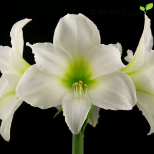 Amaryllis White Flower 3 pcs. Bulb for Planting Outdoor Garden