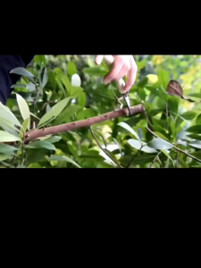 พิเศษ กรรไกรตัดกิ่งปากโค้ง 8"ของแท้ WYNN S