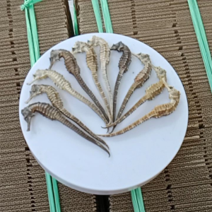 10 con hải mã nhỏ khô 7cm