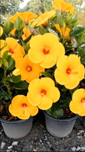 ชบาจัมโบ้ดอกเหลือง กระถาง 11 นิ้ว ต้นสวยและแข็งแรง (กทม)