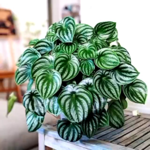 [ Media Tanam SUPER MIX | Aroid | Easy Grow | 1 Kg ]