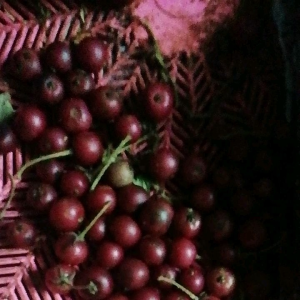 ตะขบบ้านเม็ดจิ๋วหวาน50g.99.-