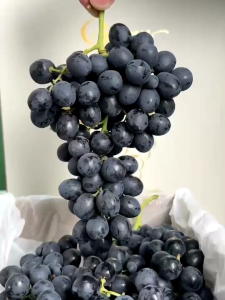 Bibit Anggur Import GosV Grafting Valid Murah Berkualitas