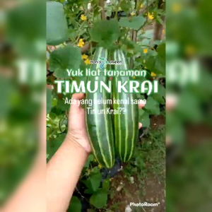30 BIJI BENIH TIMUN KRAI SAFARI PANJANG