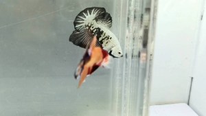 RBG ( 🔥 CODE A 🔥 ) IKAN LAGA BETTA FISH MALE VARIATION SHOWGRADE TOPGRADE HIGHGRADE SELECTION PICK LIMITED STOCK