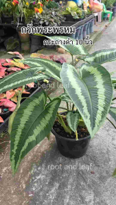 ต้นกวักพระพรหม ส่งพร้อมกระถางดำ 10 นิ้ว ต้นไม้มงคล กวักโชคลาภ เงินทอง เป็นสิริมงคล