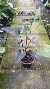 ต้นเสน่ห์จันทร์ดำ ส่งพร้อมกระถางดำ 6 นิ้ว ต้นไม้มงคล เงินทองไหลมาเทมา เสริมเสน่ห์เมตตา