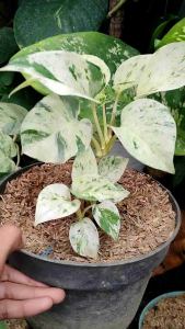 Variegated Money Plant / 斑叶绿萝 / Pokok Sirigading Varigata / मनी प्लांट वरिगाटा (Singapore: Variegated Pothos Plant) – Wa