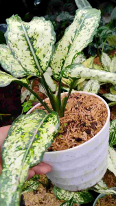 Aglaonema Snow White / 雪白银皇后 / Aglonema Putih / स्नो व्हाइट पौधा (Singapore: Snow White Aglaonema) – Elegant Foliage Ai