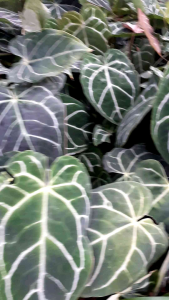 Tanaman hias Kuping gajah/Tanaman hias anthurium cristalium