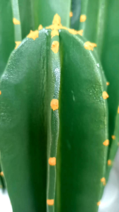 Kaktus artificial jumbo murah /shabby/dekorasi/grosir bunga artificial// Kaktus