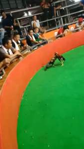 ไข่ไก่ชนพม่าตีหู ชุด 10 ใบฟรี 1 ไบ ผสมแม่ส.มีสูวรรณ เจ้าแฮมเมอร์ รับประกันเชื้อร้าน จัดส่งไว