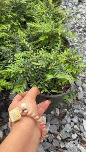 หลิวใบ (Phyllanthus myrtifolius) หรือที่รู้จักกันในชื่อ หลิวญี่ปุ่น  เป็นไม้พุ่มเตี้ยกระถาง 6นิ้ว