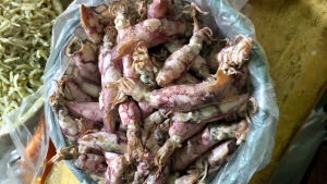 CUMI SOTONG IKAN ASIN SEGAR