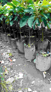 FULL MEDIA Bibit Alpukat Import Alpukat Cuba Original COD- Bibit Alpukat Cuba Asli okulasi Batang Besar Full Media - bibit alpukat Cuba tinggi 65cm up